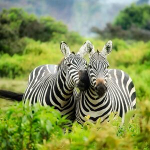 two zebras amid lush green landscape